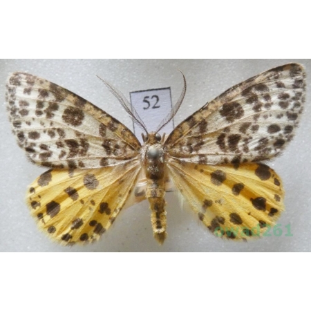 Arichanna melanaria (Linnaeus, 1758) male Czech52